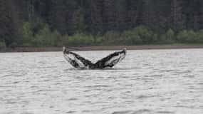Ear Mountain Charters tours: whale watching and fishing