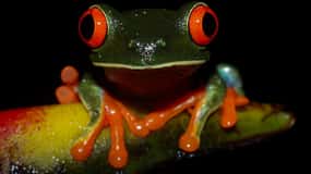 La Fortuna: Night Jungle Walk with Expert Guide
