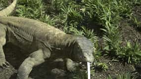 Komodo Islands: Private 2-Day Tour on a Wooden Boat