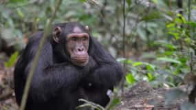 5 Days Uganda Gorilla and Chimpanzee Safari