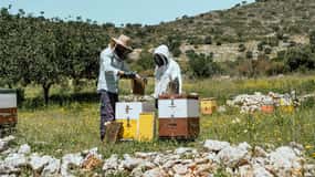 Crete: Melidoni Cave, Honey, Olive Oil & Reptisland