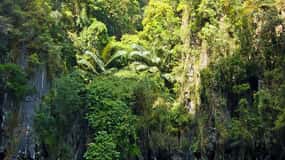 Krabi : Aventure en kayak dans la forêt de mangroves d'Ao Thalane