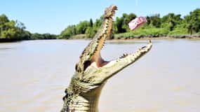 Darwin : Croisière originale pour le crocodile sauteur de Pathfinder