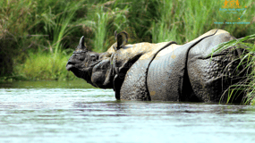 Chitwan Nepal: Chitwan National Park Safari 3-Day Tour
