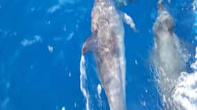 Tour privado en barco para avistar delfines Port Aransas Texas