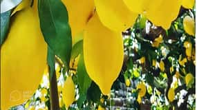Amalfi Coast: lemon tour with tasting