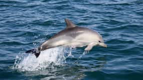 Cascais: Dolphin Watching Speedboat Tour