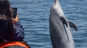Newport Beach: Whale and Dolphin-Watching Cruise