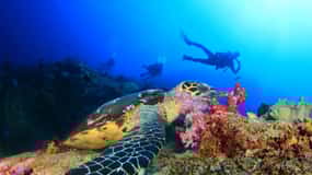 Antalya/Kemer: Scuba Diving Experience with 2 Dives & Lunch