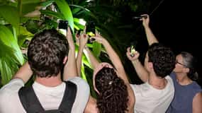 Manuel Antonio: Night Walking Tour with a Naturalist Guide