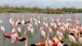 Arlés y Parque Natural de la Camarga (incluye Aigues Mortes)