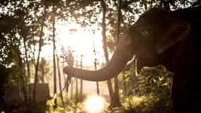 Phuket : L'expérience unique du crépuscule dans un sanctuaire d'éléphants éthique