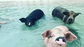 Nassau : Plongée en apnée, cochons nageurs, tortues et bar de plage