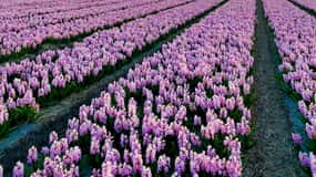 De Amesterdão: Excursão de um dia às flores com almoço e moinho de vento