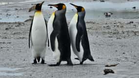 Falkland Islands: King Penguins & Gentoos at Yorke Bay Tour