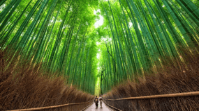 Kyoto: Arashiyama Walking Tour - UNESCOs verdensarvliste