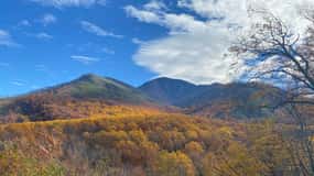 Gatlinburg: Great Smoky Mountains National Park Classic Tour