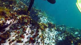 Summer Snorkeling with Grey Seals