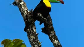 Monteverde: Tour guiado por el Bosque Nuboso