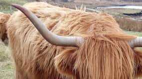 Edinburgh: Stirling, Highlands, Loch Ness, Mull 5-Tages-Tour
