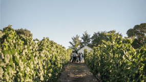Montevideo: Wine Tasting Tour for Cruise Passengers