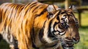 Leicestershire: Twycross Zoo Entry Ticket