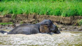 Sandakan: 2 dage 1 nat Bilit, Kinabatangan River Wildlife
