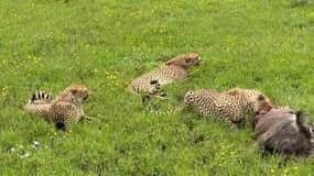 Mombasa: Tsavo East National Park Day Trip with Lunch