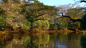 Guanacaste: Palo Verde Boat Tours