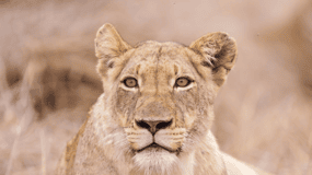 Johannesburg: 3-Day Kruger National Park and Panorama Route…