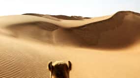 Tour privato di 2 giorni e 1 notte nel deserto di Wahiba Sands
