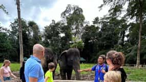 Fra Kuala Lumpur: Elefantreservat guidet tur