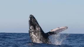 Kona: Tour di avvistamento dei delfini e delle balene