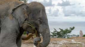 Phuket: Elephant Sanctuary Eco Guide Walk & Forage Tour
