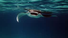 Da Keauhou Bay: Tour serale con le mante