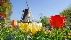 Anversa: Tour di un giorno in Olanda con guida a Keukenhof e mulini a vento