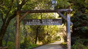 SF: Muir Woods, Sausalito, Golden Gate Bridge Private Tour