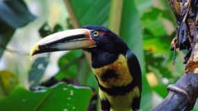Quito: Tour della foresta nuvolosa di Mindo e del birdwatching