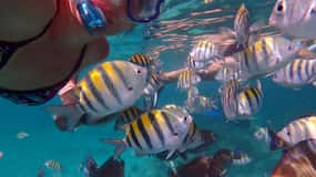 Plongée sous marine au départ des Trois Ilets