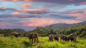 Phuket: Excursão a pé e alimentação no Santuário Bukit Elephant Park