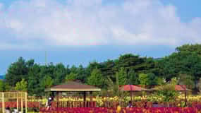 Canyon de Hantan, jardin de fleurs de Goseokjeong et parc de Muhly rose