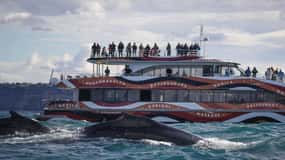 Sydney: 2 timmars expresskryssning för valskådning