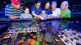 Bundaberg : Visite guidée de la ferme corallienne Monsoon Aquatics