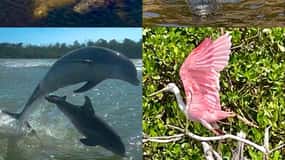 Naples, FL: Manatee, Dolphin, 10,000 Islands Beach Eco Tour