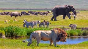 Arusha: Serengeti and Ngorongoro Multi-Day Camping Safari