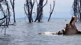 Jezero Naivasha: rezervat Crescent Island