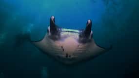 Scuba Diving Nusa Penida Day Trip Bali