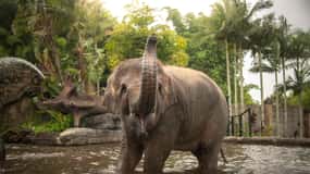 羊毛皮　オーストラリア、クイーンズランド産 ムートンラグ 1匹物 子羊 ラムートン 60×90cm 本革 毛皮