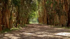 Gold Coast: Mount Tamborine Kangaroo and Koala Day Tour