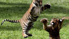 Panna Tiger Reserve Safari Booking Official